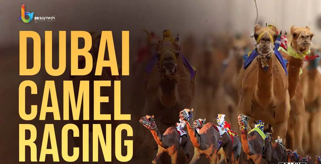 dubai camel racing